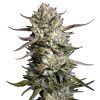 Semillas de Purple Berry Muffinz Feminizadas