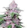 Semillas de Purple Cookie Kush Feminizadas