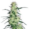 Semillas de Purple Haze Feminizadas de White Label