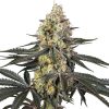 Semillas de Purple Papaya Paradise Feminizadas