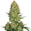 Semillas de Skunk #1 Autoflorecientes