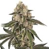 Semillas de Sunset Peach Feminizadas