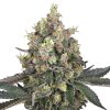 Semillas de Sweet Berry Breeze Feminizadas de White Label