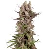Semillas de Tropicana Cherry Gelato Feminizadas