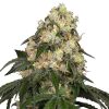 Semillas de White Biscotti OG XXL Feminizadas - White Label