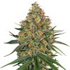 Semillas de White Cheese Feminizadas de White Label