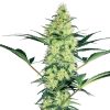 Semillas de White Diesel Feminizadas de White Label