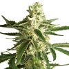 Semillas de White Diesel Haze Autoflorecientes de White Label