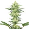 Semillas de White Gorilla Haze Feminizadas de White Label