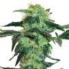 Semillas de White Ice Feminizadas de White Label