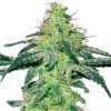 Semillas de White Skunk Feminizadas de White Label