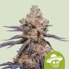 Semillas Royal Queen Seeds de Mexican Rush Auto