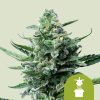 Semillas Royal Queen Seeds de Royal Jack Auto