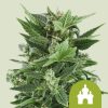 Semillas Royal Queen Seeds de Royal Kush Auto