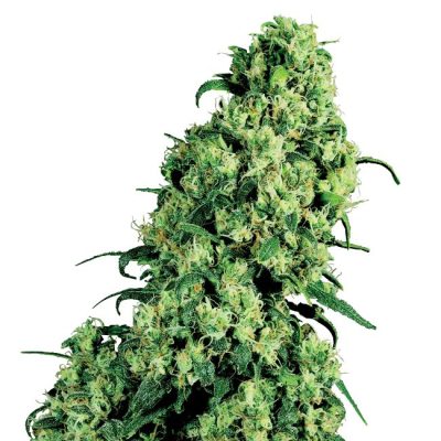 Semillas de Skunk #1 Feminizadas de White Label