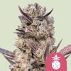 Semillas feminizadas Royal Queen Seeds de Tropicana Cookies Purple