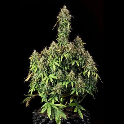 Semillas Royal Queen Seeds de Royal Haze Auto