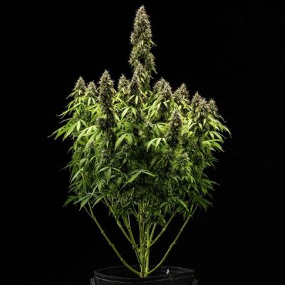 Semillas Royal Queen Seeds de Pink Mist Auto