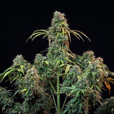 Semillas Royal Queen Seeds de Royal CBDV Automatic