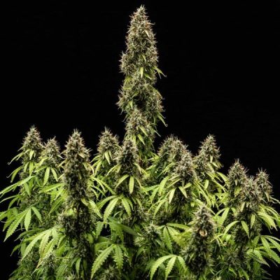 Semillas Royal Queen Seeds de Pink Mist Auto