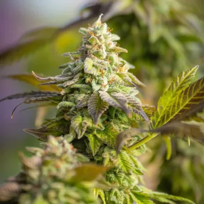 Semillas feminizadas Royal Queen Seeds de Special Queen 1