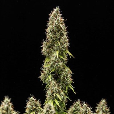 Semillas Royal Queen Seeds de Pink Mist Auto