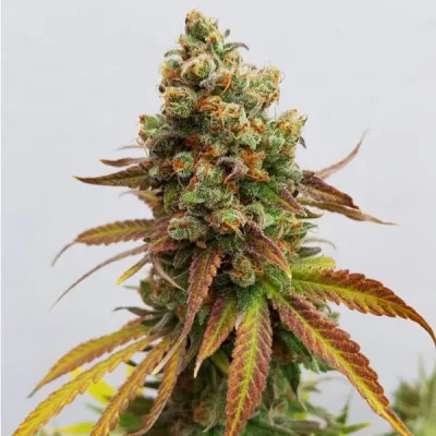 Semillas feminizadas Royal Queen Seeds de Special Queen 1