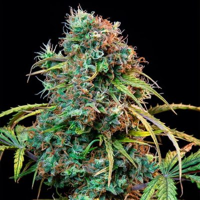 Semillas Royal Queen Seeds de Royal CBDV Automatic