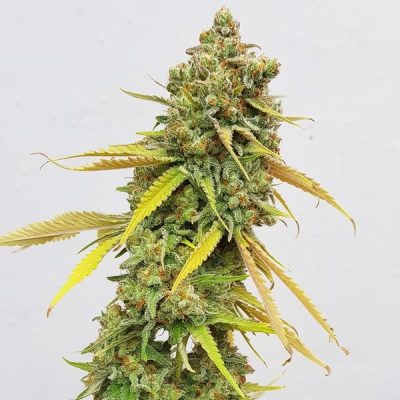 Semillas feminizadas Royal Queen Seeds de Special Queen 1