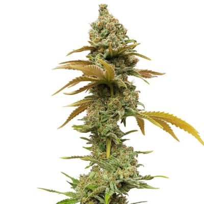 Semillas feminizadas Royal Queen Seeds de Special Queen 1
