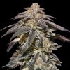 Semillas Feminizadas Auto Apple Bananas de 00 Seeds