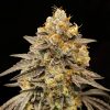 Semillas Feminizadas Auto Biscotti Zkittlez de 00 Seeds