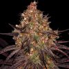 Semillas Feminizadas Ayahuasca Purple Strain de Barney's Farm