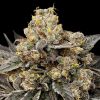 Semillas Feminizadas Biscotti Zkittlez de 00 Seeds