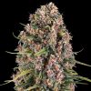 Semillas Feminizadas Blue Cheese Strain de Barney's Farm