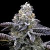 Semillas Feminizadas Blue Dream Strain de Barney's Farm