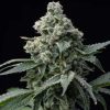 Semillas Feminizadas Bruce Banner Strain de Barney's Farm
