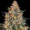 Semillas Feminizadas Bubba Kush Strain de Barney's Farm