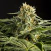 Semillas Feminizadas California Hash Plant de Dinafem Seeds