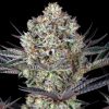 Semillas Feminizadas Dos Si Dos 33 Strain de Barney's Farm