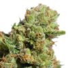 Semillas Feminizadas Dutch Passion Auto Bruce Lemon Diesel