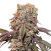 Semillas Feminizadas Dutch Passion Auto Candy Bubatz XL