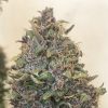 Semillas Feminizadas Dutch Passion Auto Creeper