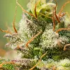 Semillas Feminizadas Dutch Passion Auto Elephant
