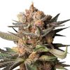 Semillas Feminizadas Dutch Passion Auto Frozen Biscotti