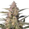 Semillas Feminizadas Dutch Passion Auto Northern Dragon Fuel