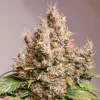 Semillas Feminizadas Dutch Passion Auto Red Tropicana Cookies