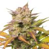 Semillas Feminizadas Dutch Passion Auto Sweet Bourbon Kush