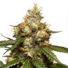 Semillas Feminizadas Dutch Passion Auto THC-Victory