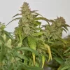 Semillas Feminizadas Dutch Passion CBG-Force